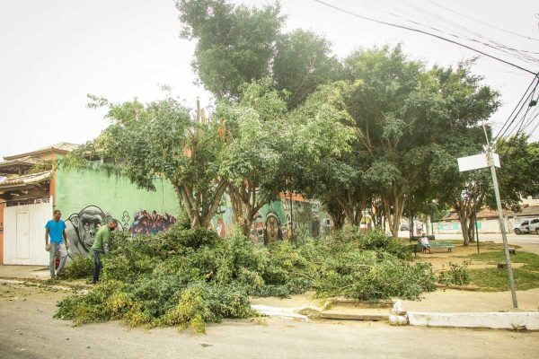 Meio Ambiente realiza serviços de poda de árvores na Praça Verde
