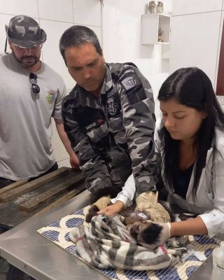 Guarda Ambiental resgata macaco-prego e fragata em São Pedro da
