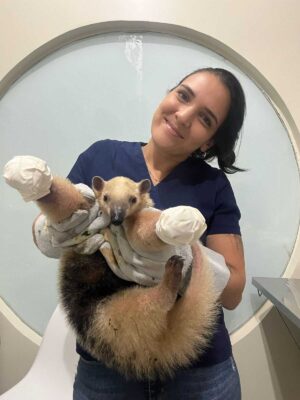 Médica veterinária responsável pelo atendimento ao tamanduá