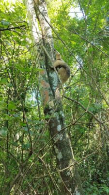 Tamanduá já foi devolvido ao seu habitat